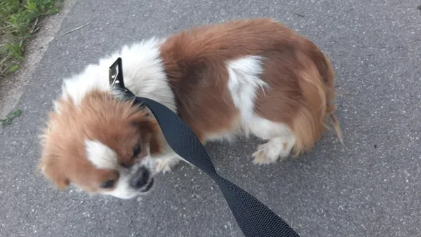 Znaleziono psa, Brodnica Górna, 10 czerwca 2022 (2/4)