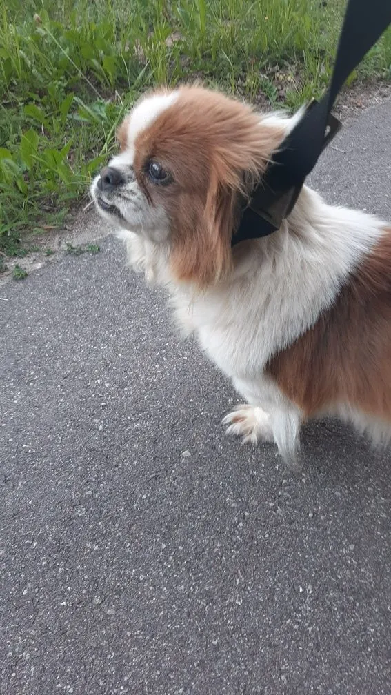 Znaleziono psa, Brodnica Górna, 10 czerwca 2022 (3/4)