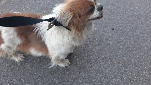 Znaleziono psa, Brodnica Górna, 10 czerwca 2022 (4/4)