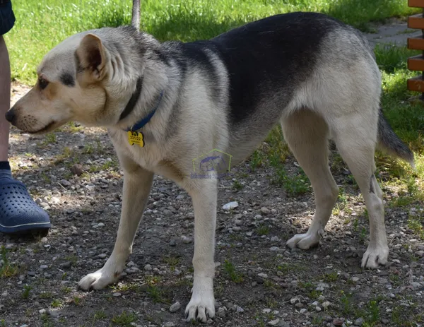 Znaleziono psa, Szczecin, 7 czerwca 2022