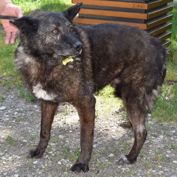 Znaleziono psa, Szczecin, 7 czerwca 2022