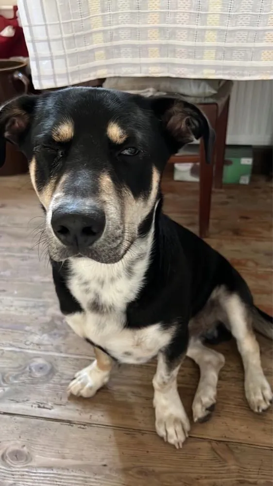 Znaleziono psa, województwo pomorskie, 10 czerwca 2022