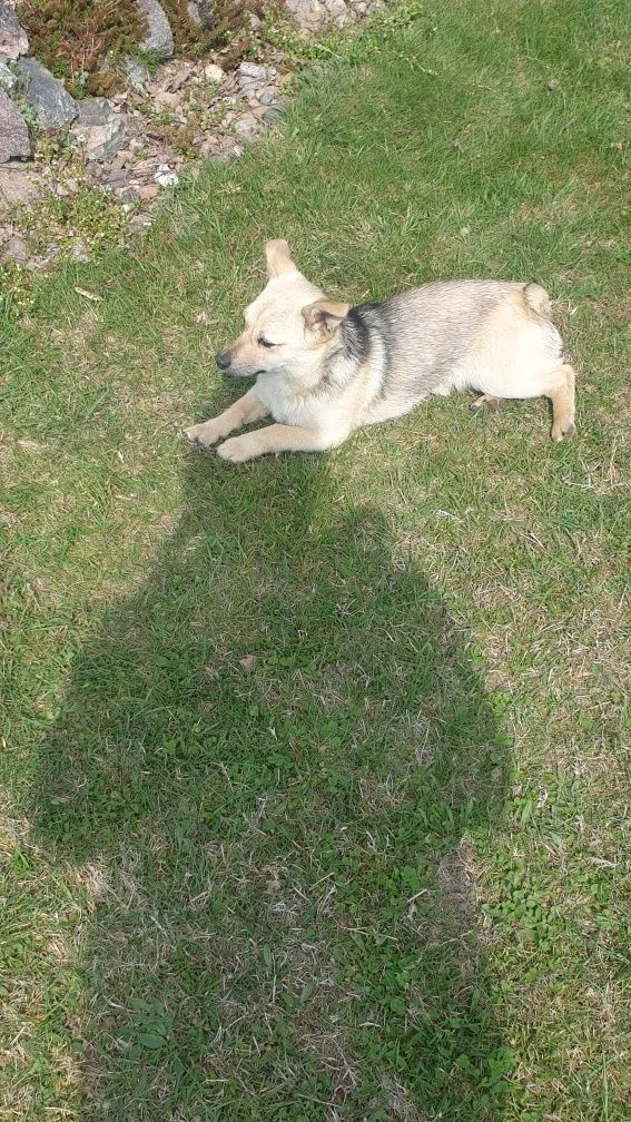 Znaleziono psa, Mińsk Mazowiecki, 3 maja 2022 (1/2)