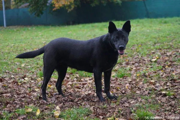 Znaleziono psa, Toruń, 29 marca 2021