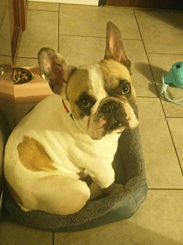 Zaginął pies, Korczyców, 12 marca 2022 (1/2)