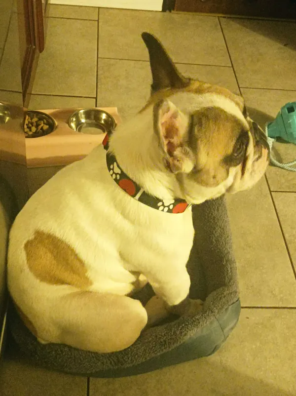 Zaginął pies, Korczyców, 12 marca 2022 (2/2)