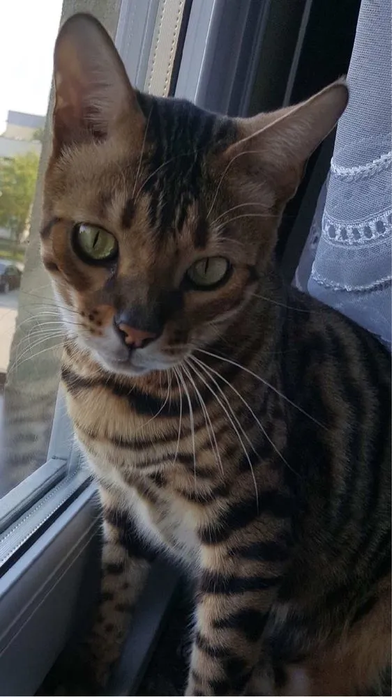 Zaginął kot, Solec nad Wisłą, 17 czerwca 2022 (1/2)