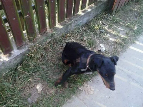 Zaginął pies, Węgorzynko, 4 grudnia 2016 (2/7)