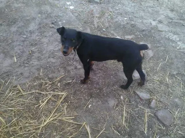 Zaginął pies, Węgorzynko, 4 grudnia 2016 (6/7)