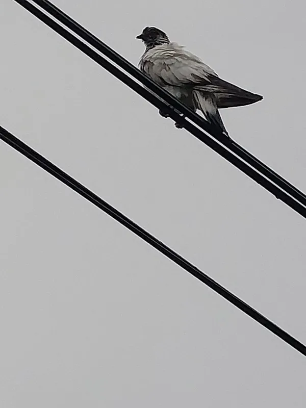 Znaleziono zwierzę, Kielce, 16 czerwca 2022 (3/5)