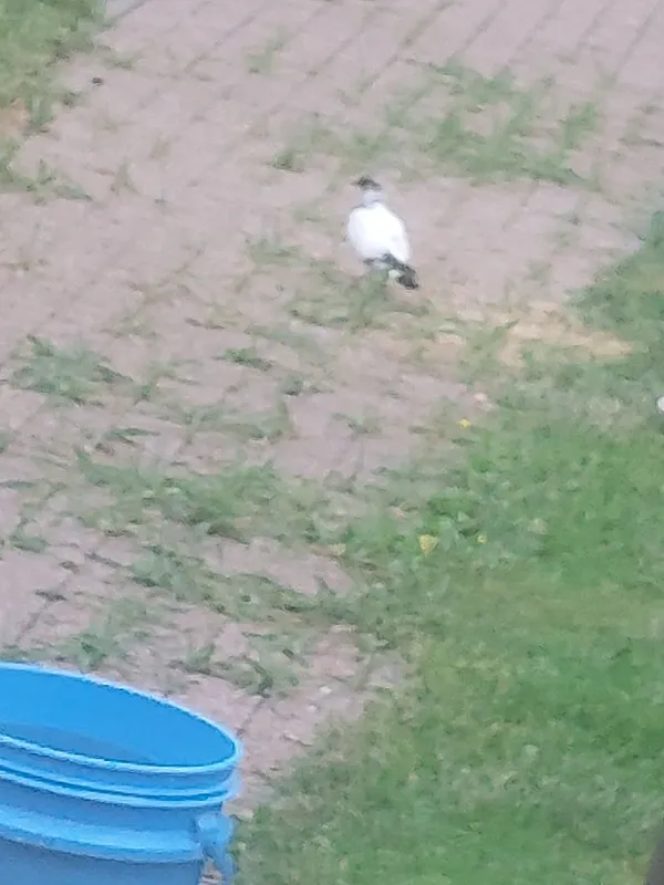 Znaleziono zwierzę, Kielce, 16 czerwca 2022 (4/5)