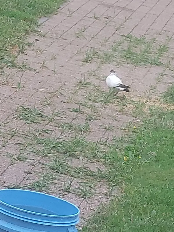 Znaleziono zwierzę, Kielce, 16 czerwca 2022 (5/5)