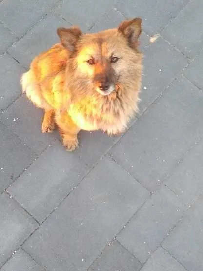 Znaleziono psa, Pasturka, 13 czerwca 2022