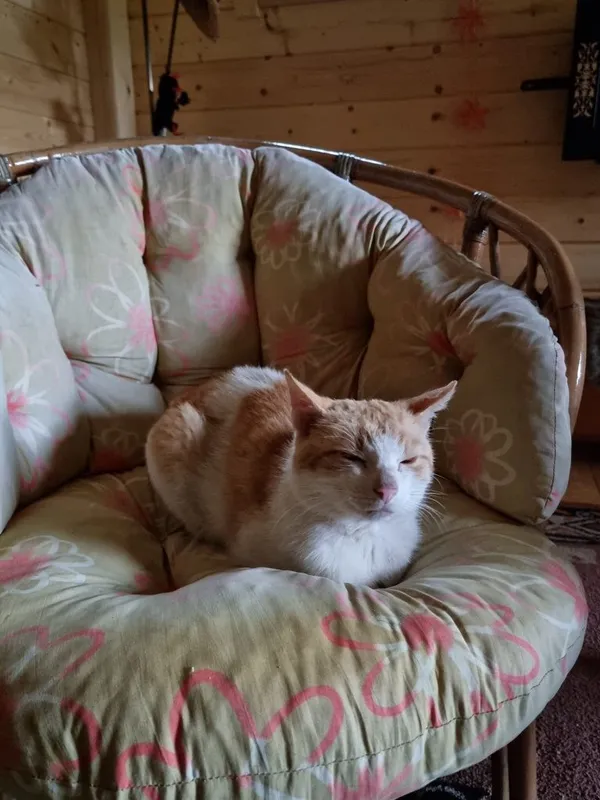 Znaleziono kota, Szczekarków, 13 czerwca 2022 (2/2)