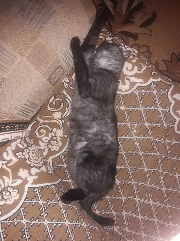 Zaginął kot, Karczmiska Pierwsze, 18 stycznia 2022 (3/5)