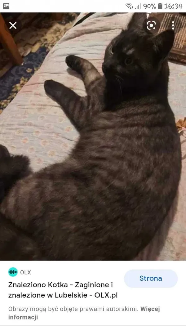 Zaginął kot, Karczmiska Pierwsze, 18 stycznia 2022 (5/5)