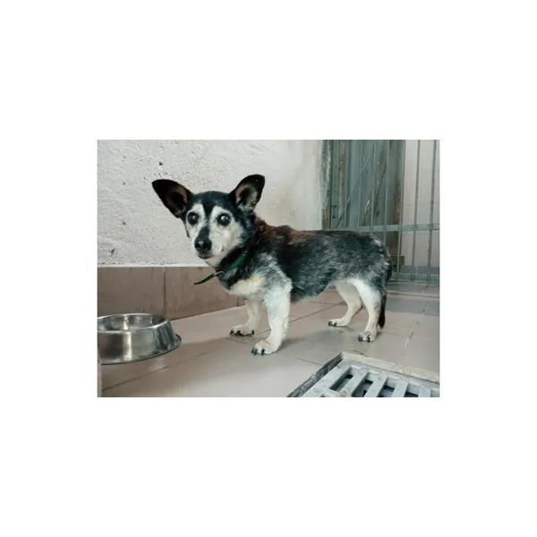 Znaleziono psa, Białystok, 10 czerwca 2022