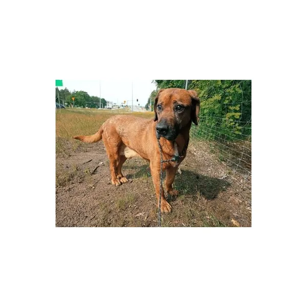 Znaleziono psa, Białystok, 16 czerwca 2022