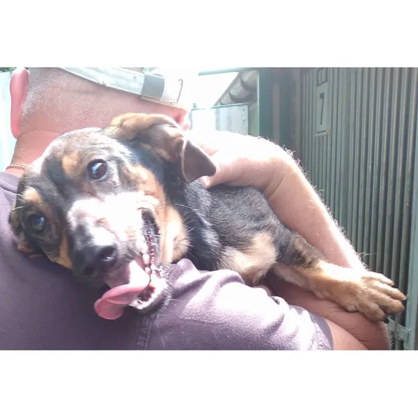 Znaleziono psa, Białystok, 17 czerwca 2022 (2/2)