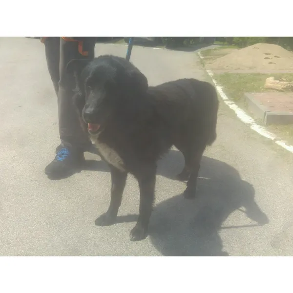 Znaleziono psa, Białystok, 6 czerwca 2022