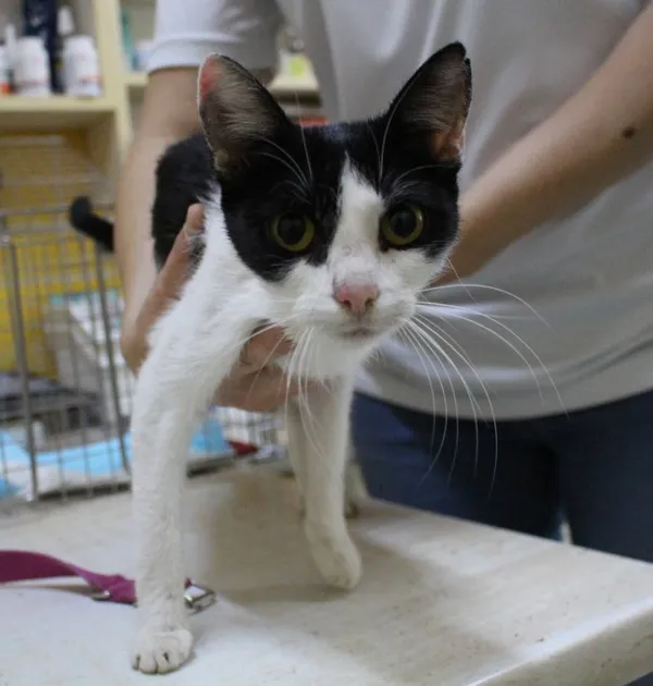 Znaleziono kota, województwo łódzkie, 16 czerwca 2022 (2/2)