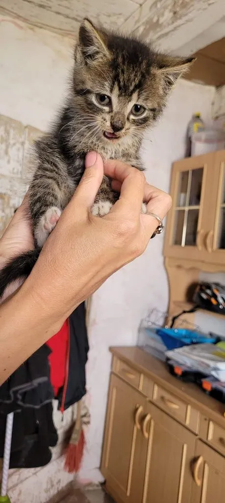 Znaleziono kota, Brzoza, 18 czerwca 2022 (1/5)