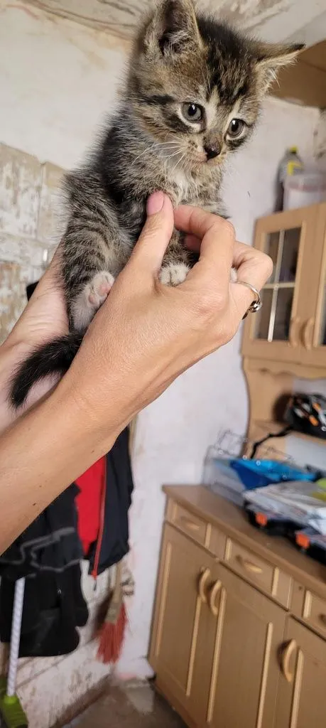 Znaleziono kota, Brzoza, 18 czerwca 2022 (2/5)