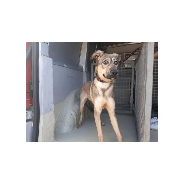 Znaleziono psa, Białystok, 6 czerwca 2022