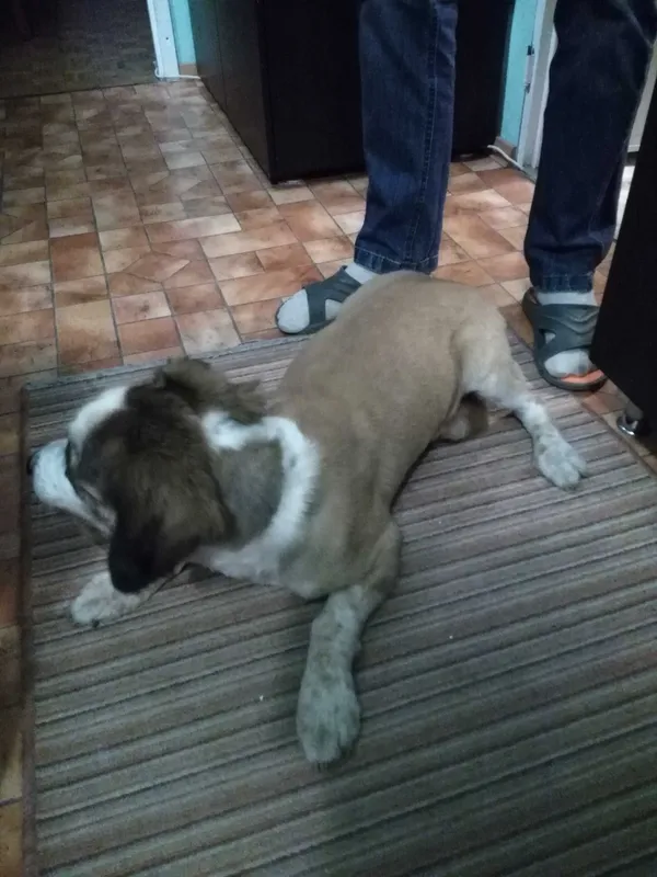 Znaleziono psa, Łódź, 23 czerwca 2022 (3/6)