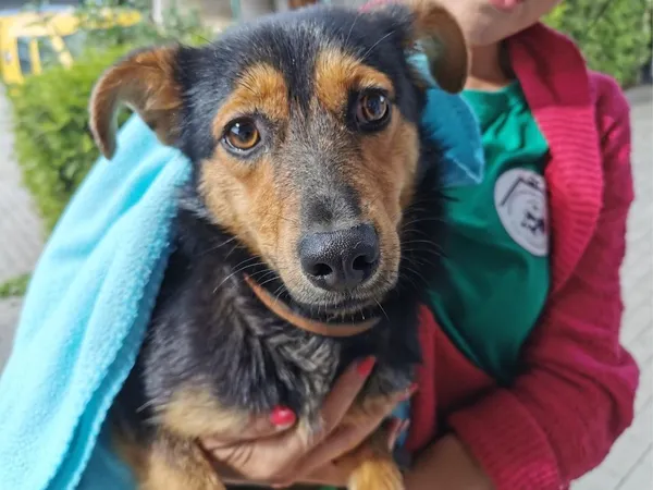 Znaleziono psa, Pawłowo, 22 czerwca 2022