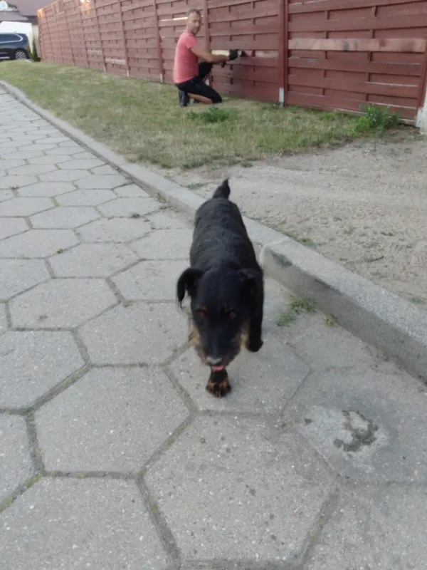 Znaleziono psa, Karolew, 22 czerwca 2022 (2/5)