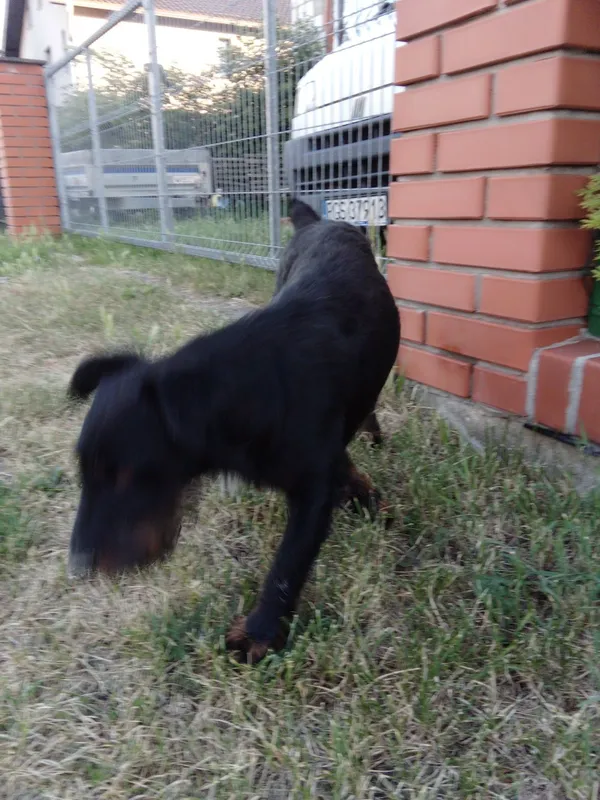 Znaleziono psa, Karolew, 22 czerwca 2022 (3/5)