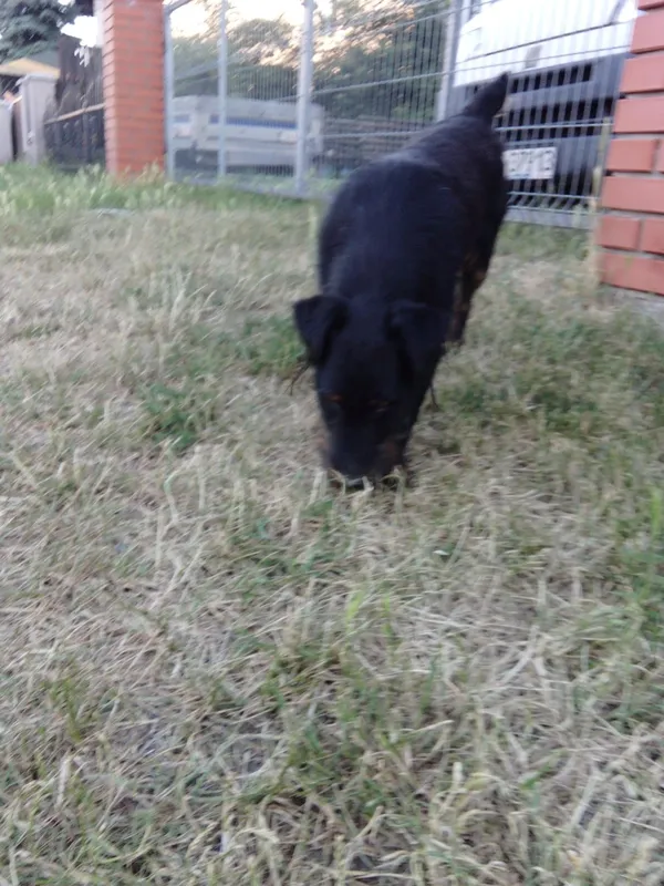 Znaleziono psa, Karolew, 22 czerwca 2022 (4/5)