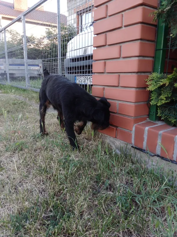 Znaleziono psa, Karolew, 22 czerwca 2022 (5/5)