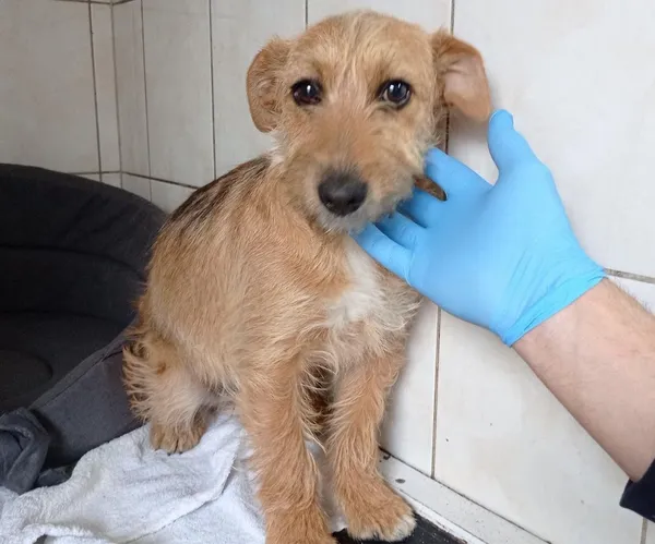 Znaleziono psa, Szemud, 1 maja 2022