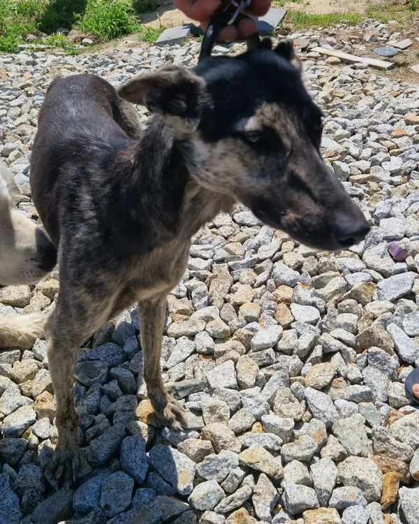 Znaleziono psa, Opatówek, 18 czerwca 2022 (1/3)