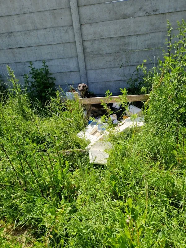 Znaleziono psa, Opatówek, 18 czerwca 2022 (3/3)