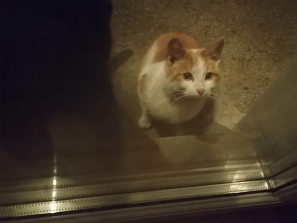 Znaleziono kota, Tomaszów Mazowiecki, 13 marca 2022 (1/8)