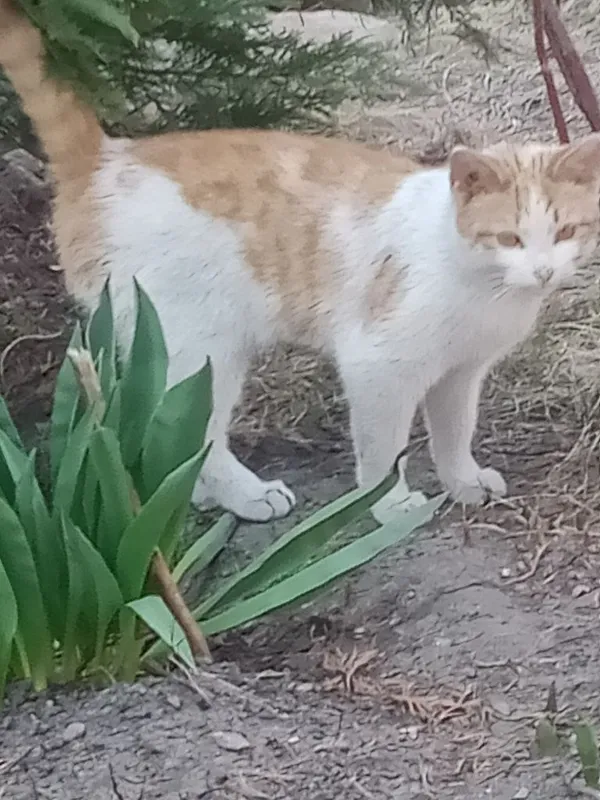 Znaleziono kota, Tomaszów Mazowiecki, 13 marca 2022 (3/8)