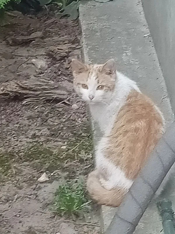 Znaleziono kota, Tomaszów Mazowiecki, 13 marca 2022 (4/8)