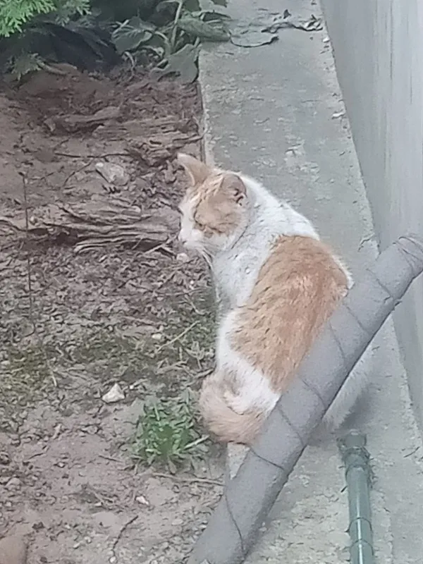 Znaleziono kota, Tomaszów Mazowiecki, 13 marca 2022 (5/8)