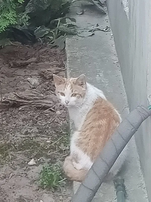 Znaleziono kota, Tomaszów Mazowiecki, 13 marca 2022 (7/8)