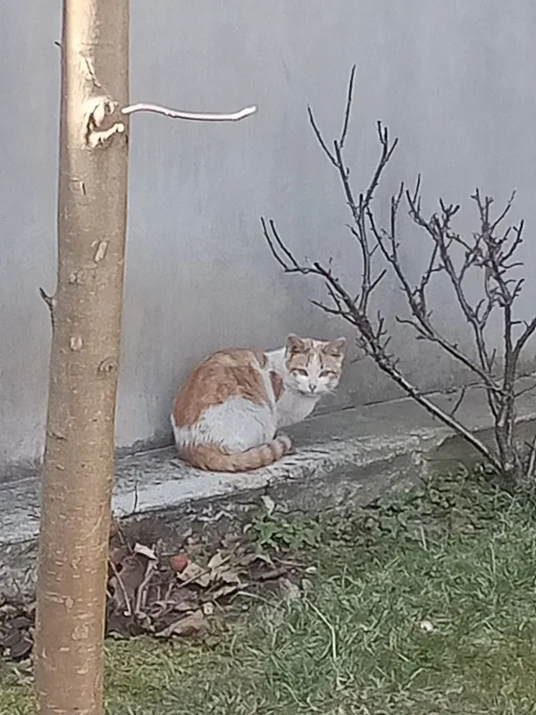 Znaleziono kota, Tomaszów Mazowiecki, 13 marca 2022 (8/8)