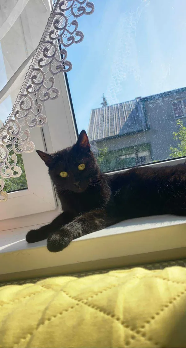 Znaleziono kota, Nowy Staw, 24 czerwca 2022 (1/2)