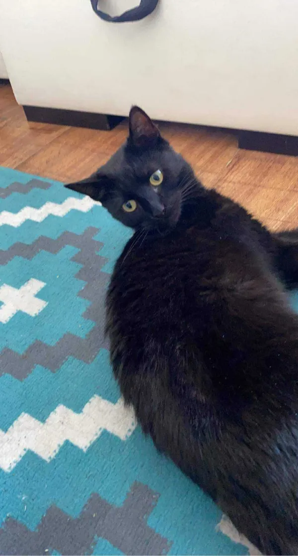 Znaleziono kota, Nowy Staw, 24 czerwca 2022 (2/2)