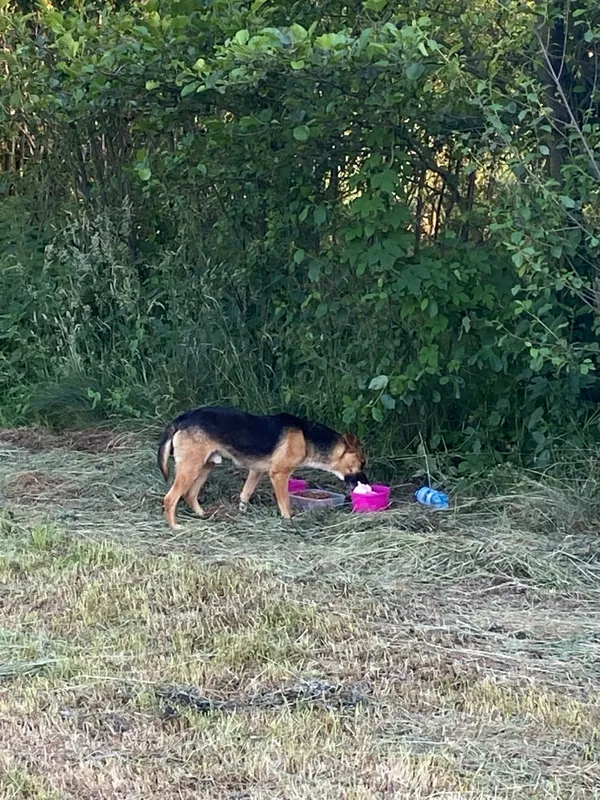 Znaleziono psa, Burzenin, 23 czerwca 2022