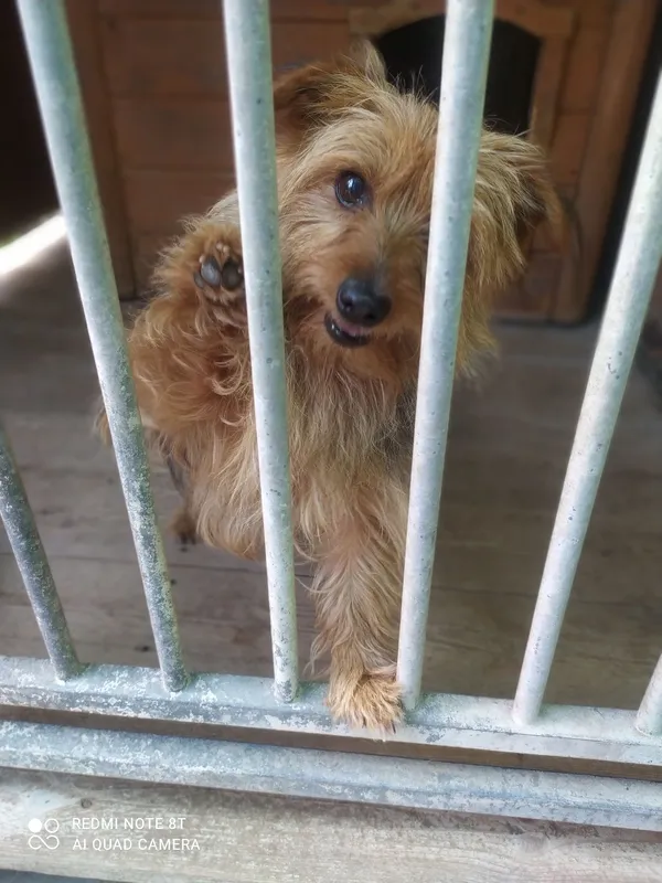 Znaleziono psa, Oleszno, 23 czerwca 2022 (4/4)