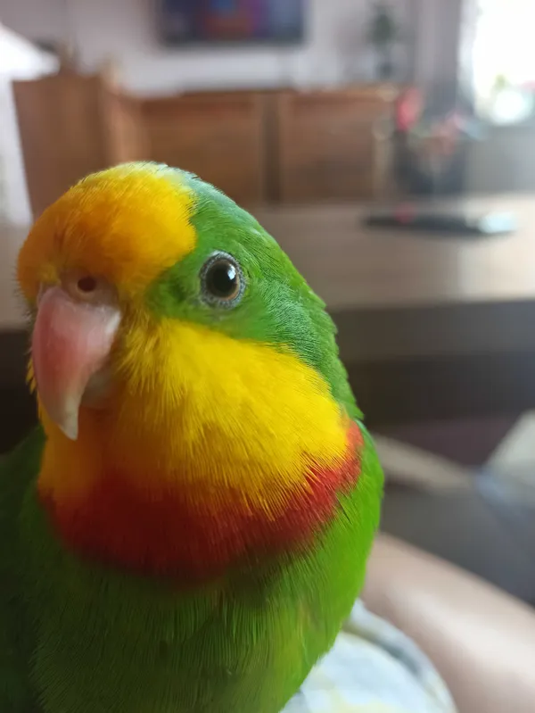 Zagineło zwierzę, Rybnik, 26 czerwca 2022