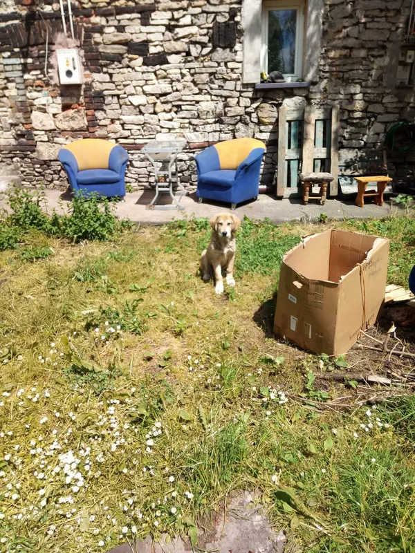 Zaginął pies, Piaski, 26 czerwca 2022 (2/4)