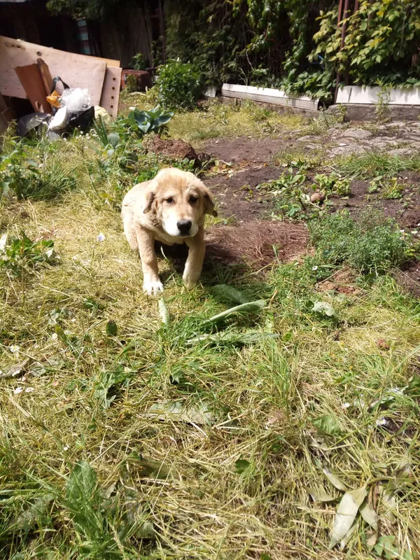 Zaginął pies, Piaski, 26 czerwca 2022 (3/4)